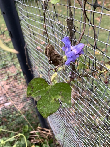 Ipomoea hederacea, photograph 2