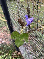 Ipomoea hederacea, photograph (c) Senna Bryce Robeson, some rights reserved (CC BY)