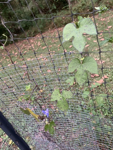 Ipomoea hederacea, photograph 5