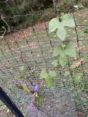 Ipomoea hederacea, photograph (c) Senna Bryce Robeson, some rights reserved (CC BY)