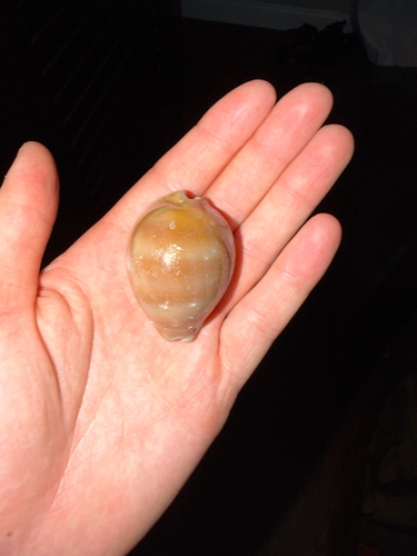 Cypraea sulcidentata observed 2026-09-22
