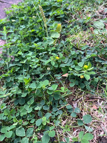 Black Medick