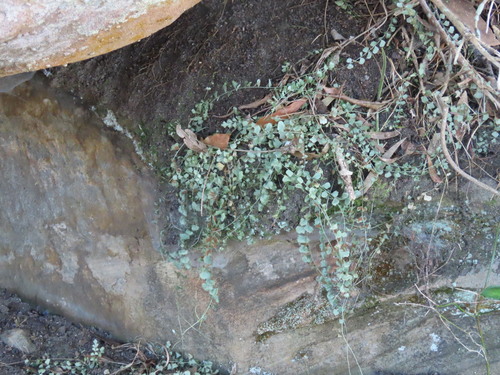 Asplenium flabellifolium, photograph 3