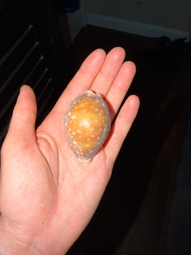 Cypraea vitellus, 2026-09-22