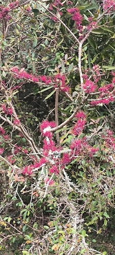 Myrrhinium atropurpureum