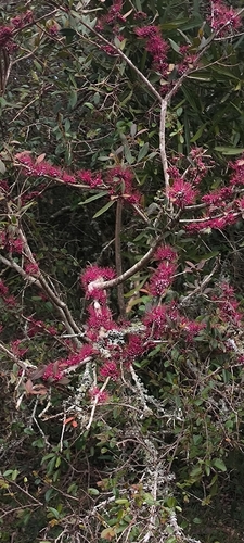 Myrrhinium atropurpureum, photograph 2