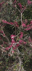 Myrrhinium atropurpureum, photograph (c) Rafael Tosi, some rights reserved (CC BY)