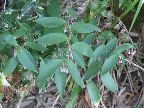 Eustrephus latifolius