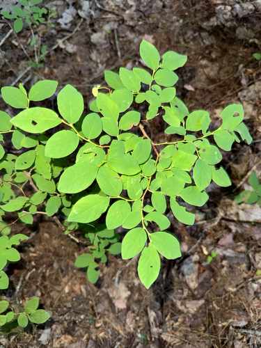 Oval-leaf Blueberry