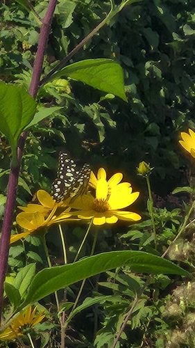 Lime Swallowtail