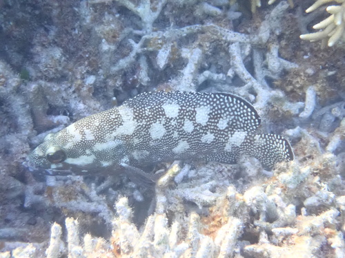 Epinephelus ongus observed 2026-09-23