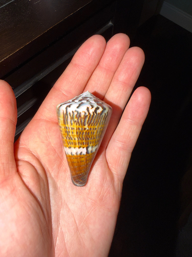 Conus capitaneus observed 2026-09-22