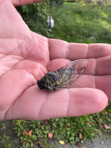 Northern Dog-day Cicada