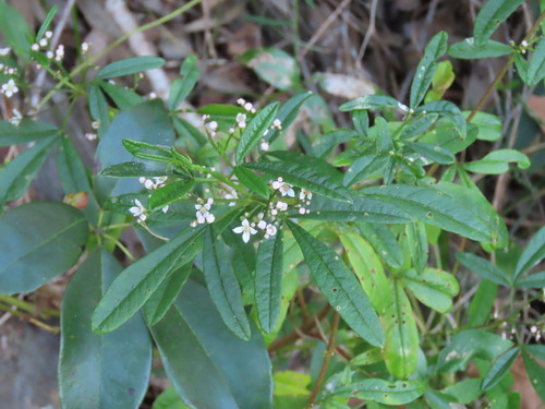 Zieria smithii