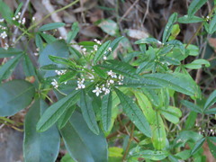 Zieria smithii