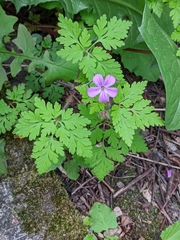 Geranium robertianum