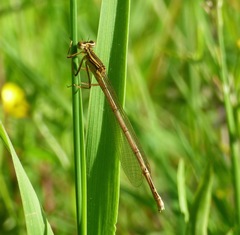 Platycnemis