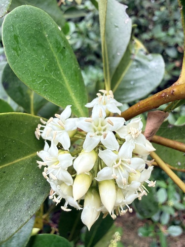 Aegiceras corniculatum