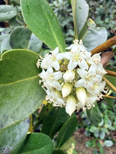Aegiceras corniculatum, photograph 2
