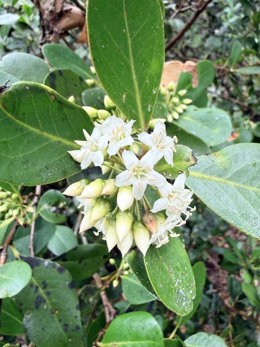 Aegiceras corniculatum, photograph 3