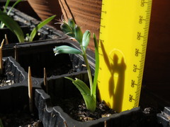 Lachenalia viridiflora
