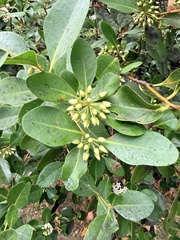 Aegiceras corniculatum, photograph (c) James H, some rights reserved (CC BY)