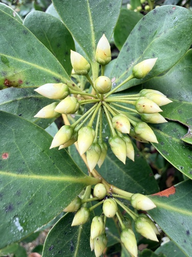 Aegiceras corniculatum, photograph 5