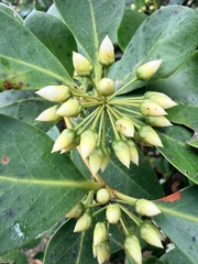Aegiceras corniculatum, photograph (c) James H, some rights reserved (CC BY)