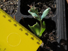 Lachenalia viridiflora