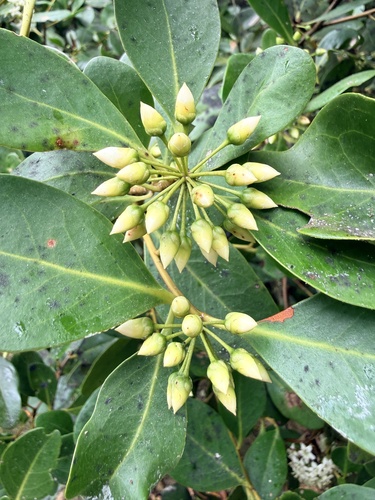 Aegiceras corniculatum, photograph 6