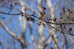 Leiothlypis ruficapilla image