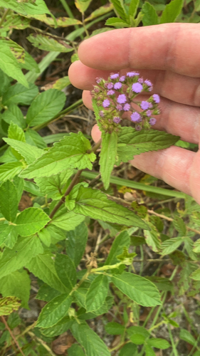 blue mistflower