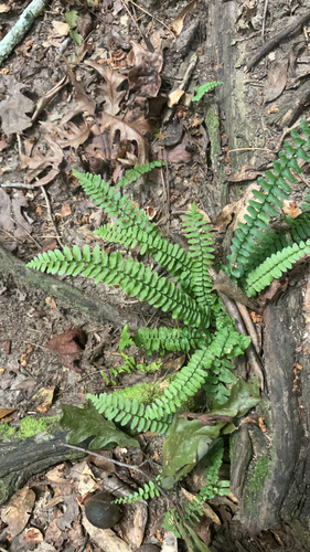 ebony spleenwort
