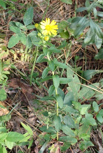 Chrysopsis mariana, photograph 4