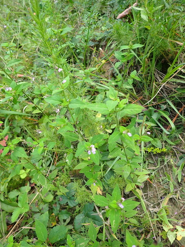 Mosla scabra