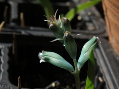 Lachenalia viridiflora