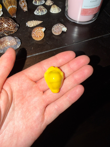 Cypraea moneta observed 2026-09-22