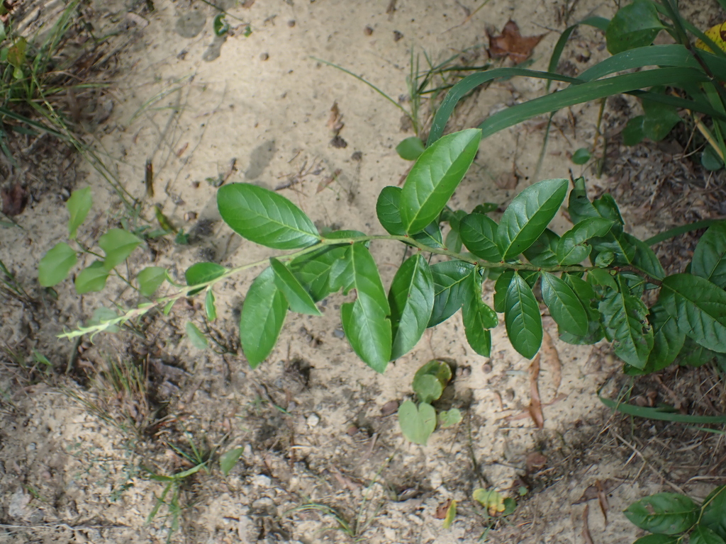 Lyonia mariana; photograph (c) harrier, some rights reserved (CC BY)