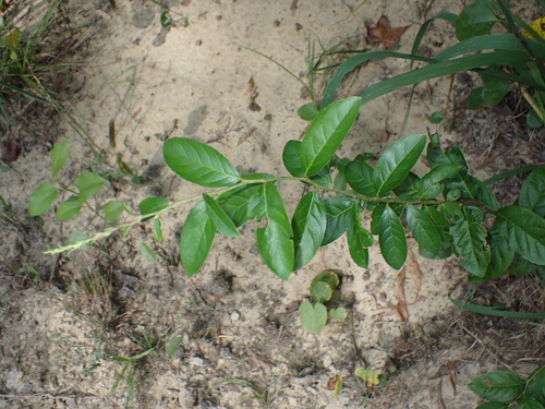 Lyonia mariana