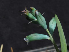 Lachenalia viridiflora