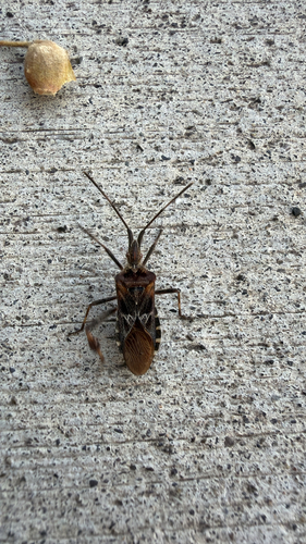 Western Conifer Seed Bug