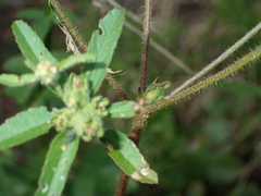 Croton glandulosus, photograph (c) harrier, some rights reserved (CC BY)