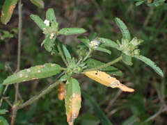 Croton glandulosus