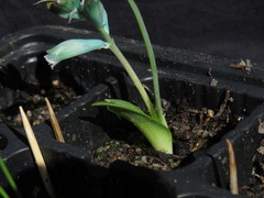 Lachenalia viridiflora