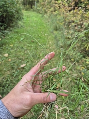 Muhlenbergia schreberi
