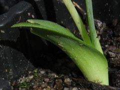 Lachenalia viridiflora