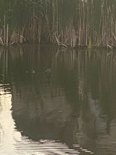 Mallard