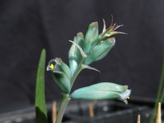 Lachenalia viridiflora