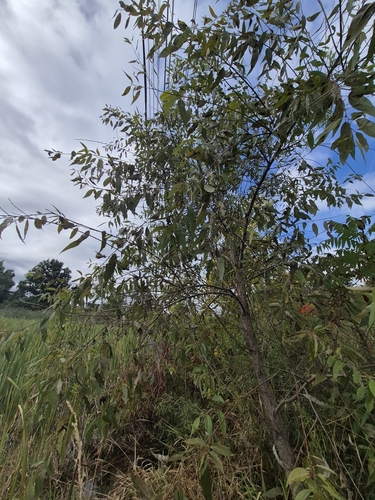 Salix amygdaloides, photograph 6
