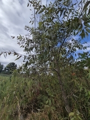 Salix amygdaloides, photograph (c) Sam Turner, some rights reserved (CC BY)